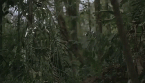 Predator disappears